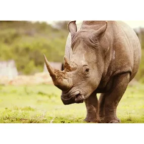 Rhinoceros - Full Diamond Painting - 40x30cm
